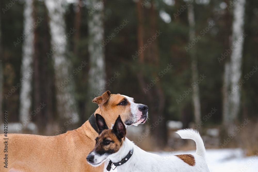 Two dogs stand next to each other in the winter forest, focus on staffordshire terrier. Playing and walking dogs outdoors in cold season, active lifestyle with pets