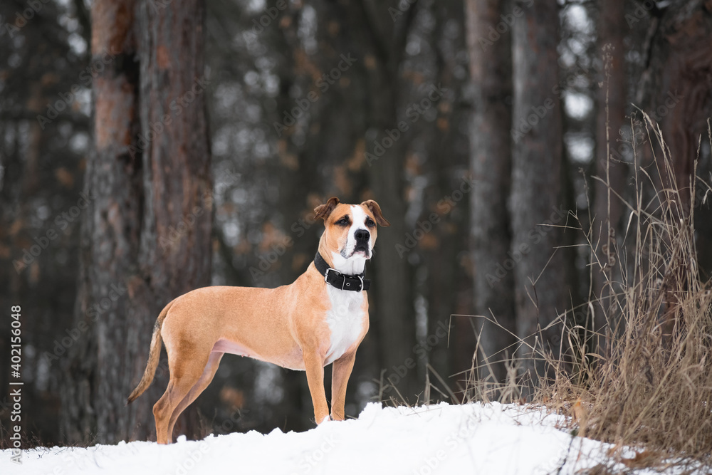 Portrait of a gorgeous staffordshire terrier dog in the winter forest. Active lifestyle, hiking and trekking with pets in cold season, taking dogs on long walks