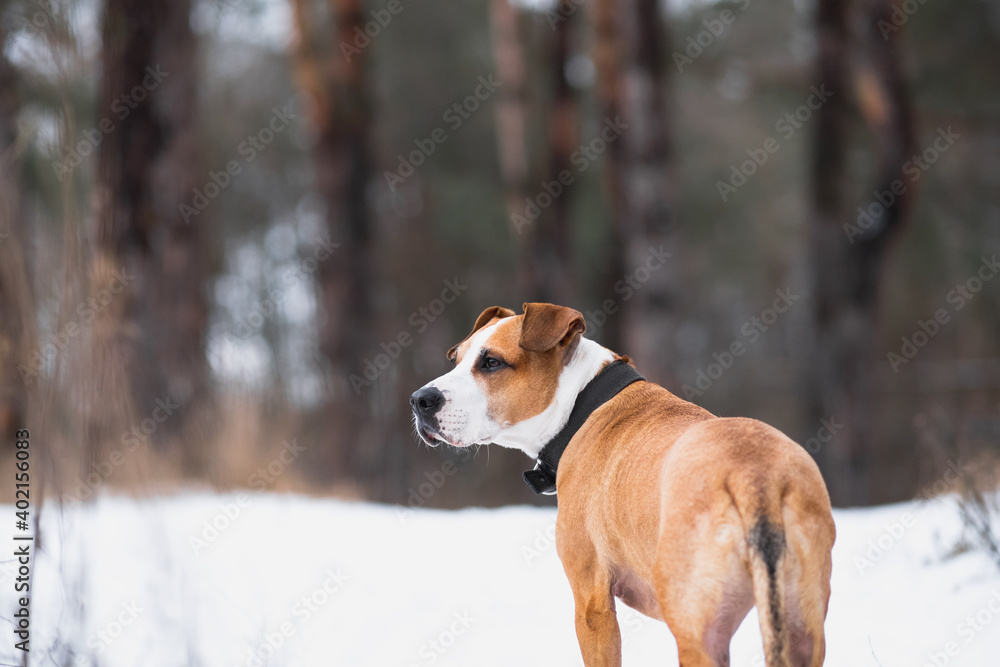 Portrait of a gorgeous staffordshire terrier dog in the winter forest. Active lifestyle, hiking and trekking with pets in cold season, taking dogs on long walks Portrait of a gorgeous staffordshire terrier dog in the winter forest. Active lifestyle, hiking and trekking with pets in cold season, taking dogs on long walks