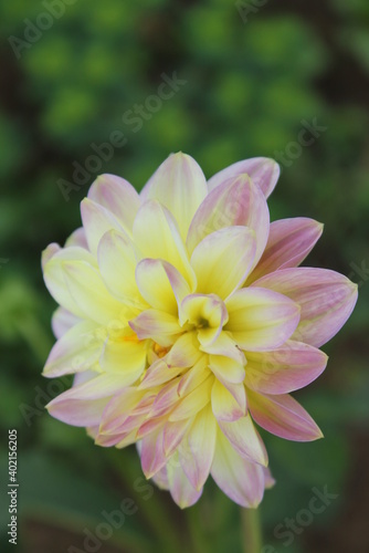 flower, pink, nature, garden, plant, flowers, green, purple, beauty, beautiful, bloom, blossom, spring, flora, floral, daisy, summer, dahlia, petals, yellow, petal, leaves, natural, lotus, bright