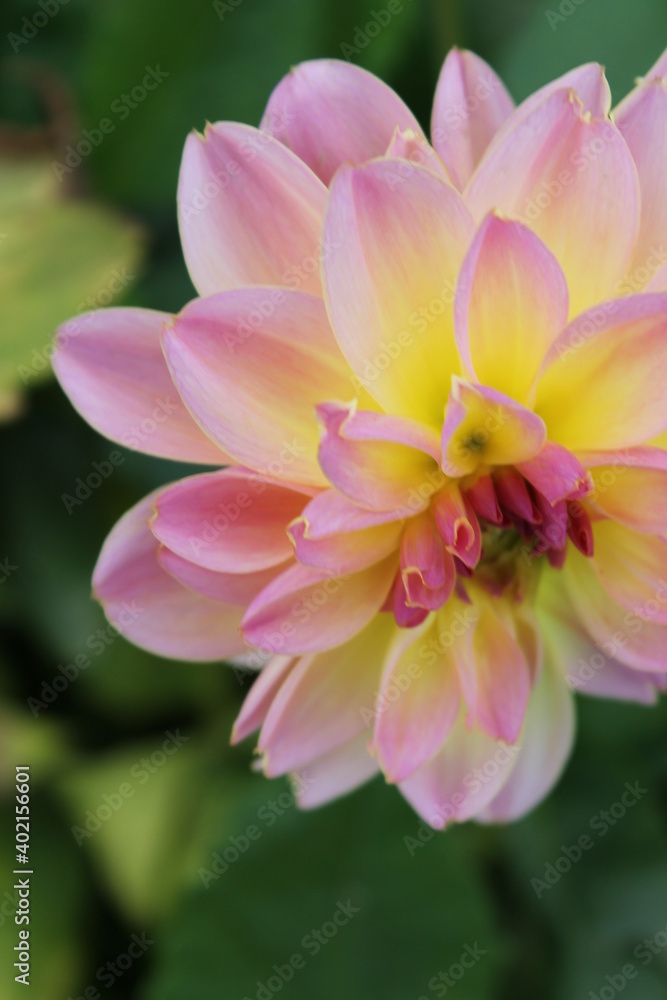 flower, pink, nature, garden, plant, flowers, green, purple, beauty, beautiful, bloom, blossom, spring, flora, floral, daisy, summer, dahlia, petals, yellow, petal, leaves, natural, lotus, bright flower, pink, nature, garden, plant, flowers, green, purple, beauty, beautiful, bloom, blossom, spring, flora, floral, daisy, summer, dahlia, petals, yellow, petal, leaves, natural, lotus, bright