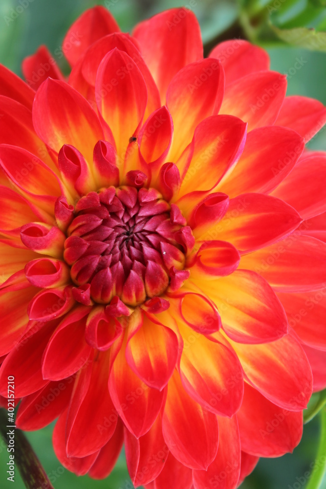 Obraz premium flower, nature, red, rose, plant, garden, green, pink, blossom, spring, bud, flowers, flora, summer, macro, petal, bloom, beauty, beautiful, floral, leaf, color, leaves