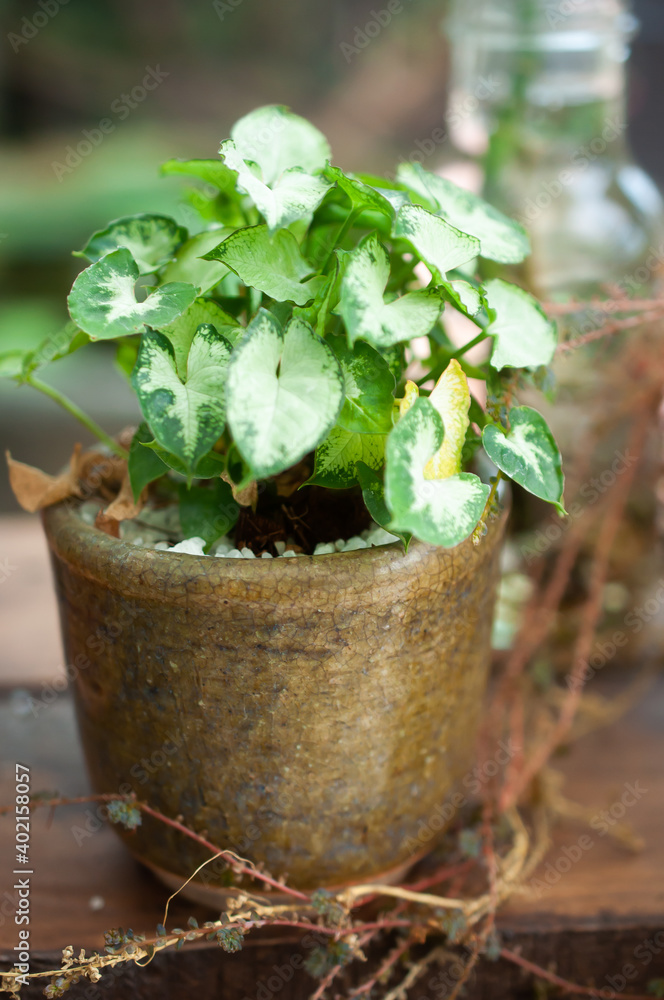 Fototapeta premium small plants in a pot