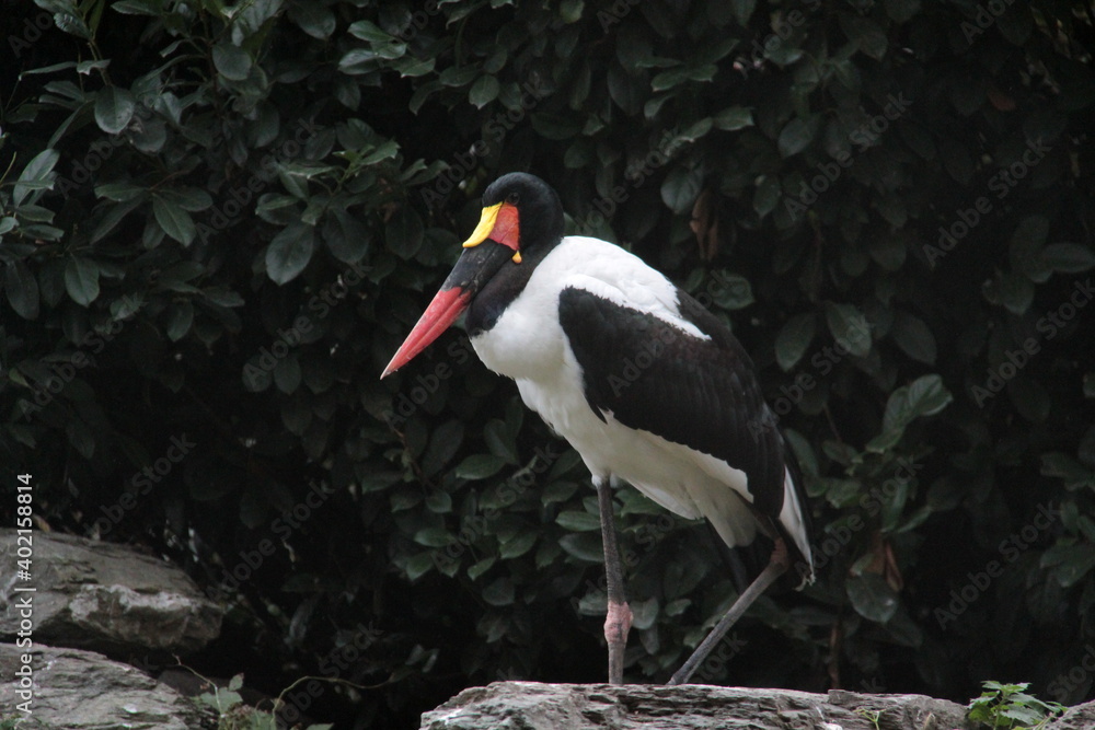 Saddle-billed Stork Bird Black and White Red Beak Yellow Large