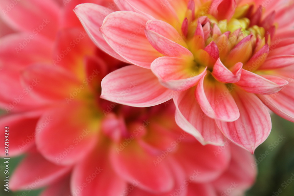 flower, pink, nature, dahlia, beauty, plant, macro, petal, yellow, spring, garden, chrysanthemum, flora, floral, blossom, daisy, flowers, bloom, summer, petals, closeup, beautiful, white, red, orange flower, pink, nature, dahlia, beauty, plant, macro, petal, yellow, spring, garden, chrysanthemum, flora, floral, blossom, daisy, flowers, bloom, summer, petals, closeup, beautiful, white, red, orange