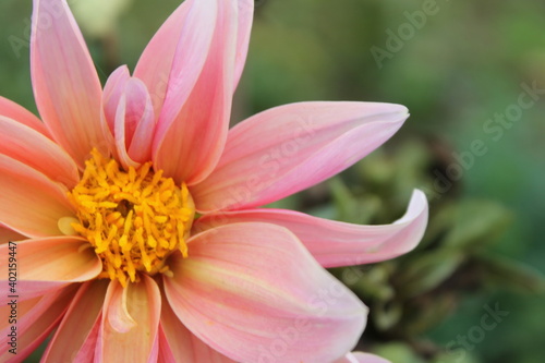 flower  pink  nature  dahlia  beauty  plant  macro  petal  yellow  spring  garden  chrysanthemum  flora  floral  blossom  daisy  flowers  bloom  summer  petals  closeup  beautiful  white  red  orange