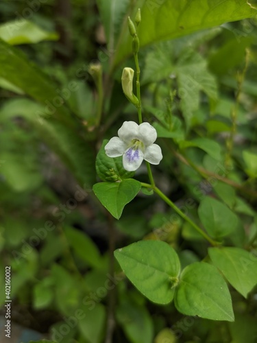 white flower in the garden