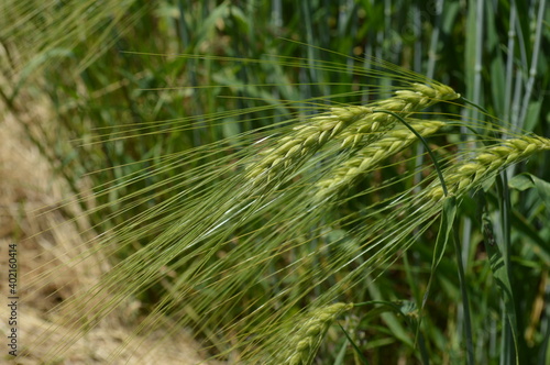 Barley 