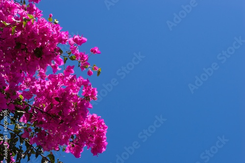 Pink bougainvillea flowers against blue sky photo