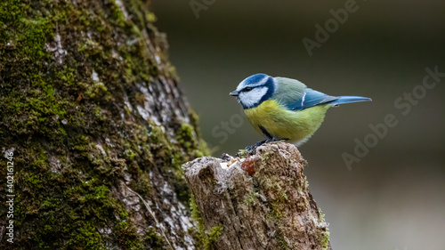 blaumeise, bird, natur, wild lebende tiere, tier, ast, blau, wild, baum, green, schnabel © Oliver
