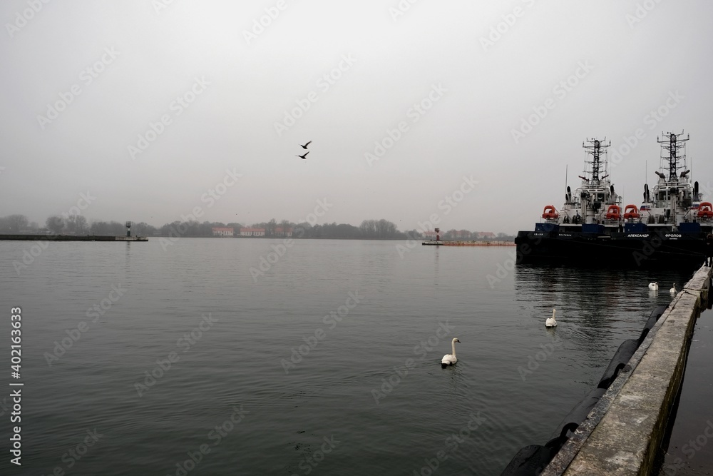 Swans in the harbor, the town of Baltiysk, Kaliningrad region, Russia