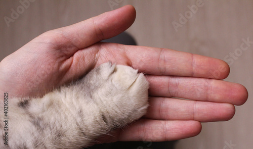 A paw of a cat and a palm of a man. Supporting each other's friends © Valeria F