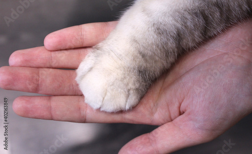 Palm and fluffy gray cat's paw. Love and devotion of a cat and a human © Valeria F