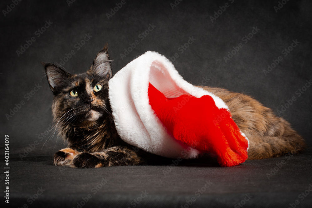 New Year maine coon cat doesnt want to wear ed and white santa hat