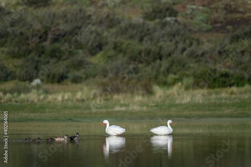 The coscoroba swan (Coscoroba coscoroba) © Johannes Jensås