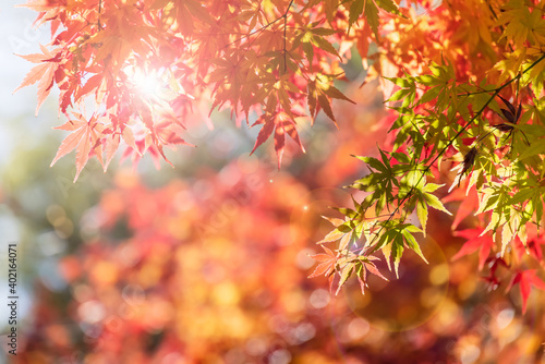 太陽の光を浴びる紅葉した葉