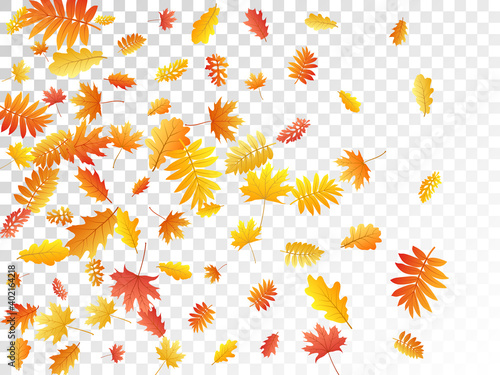 Oak, maple, wild ash rowan leaves vector, autumn foliage on transparent background.