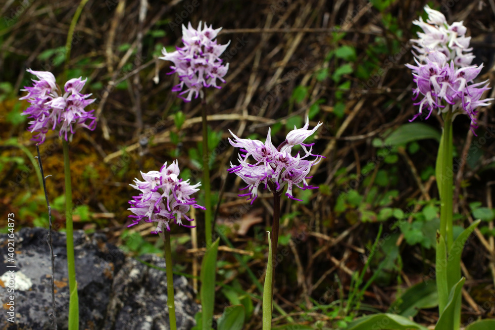 Purple-white flowers of Orchis simia, the monkey orchid, spring-flowering orchid of the Mediterranean, natural habitat on Cyprus Purple-white flowers of Orchis simia, the monkey orchid, spring-flowering orchid of the Mediterranean, natural habitat on Cyprus