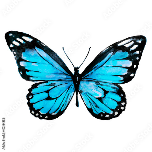 beautiful blue butterfly,watercolor,isolated on a white