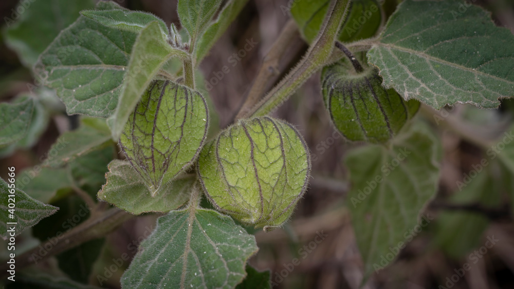 Obraz premium Image of cape gooseberries ready to be harvested in Barragán Valle del Cauca Colombia