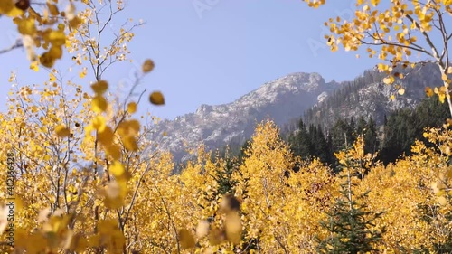 Mountains Rising Above Grove Of Bright Autumn Colored Yellow Aspen Trees