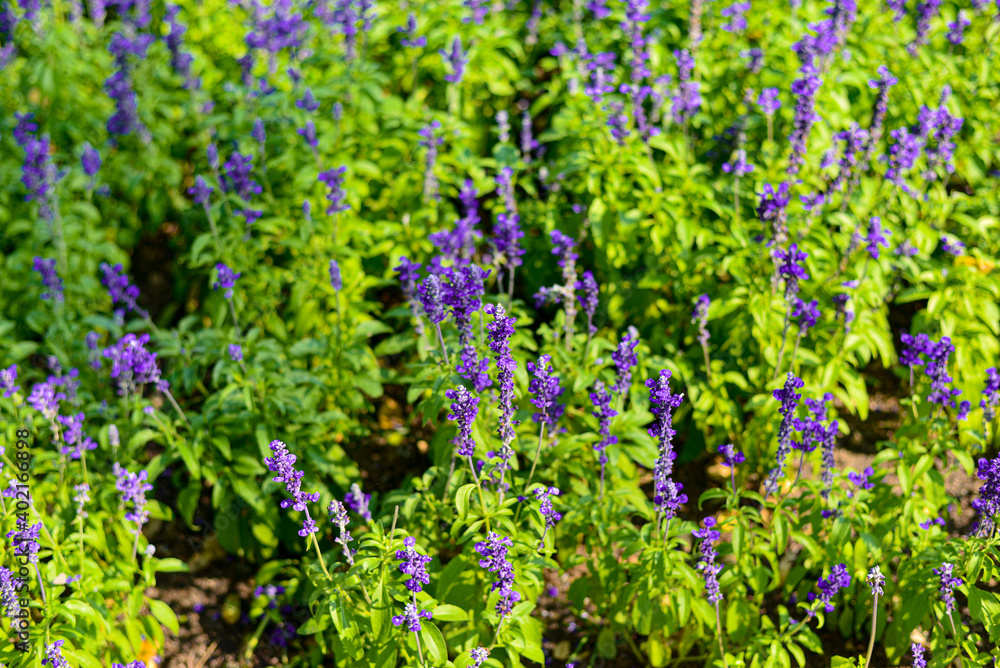 Fototapeta premium flowers in the garden