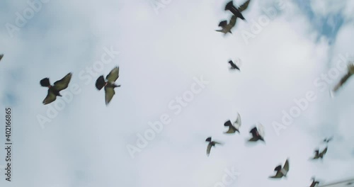 flying birds overfly panel block buildings