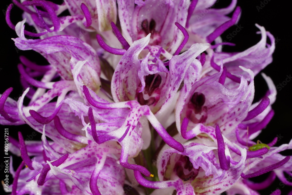 Purple-white flower of Orchis simia, the monkey orchid, spring-flowering orchid of the Mediterranean, in natural habitat on Crete, close-up with black background Purple-white flower of Orchis simia, the monkey orchid, spring-flowering orchid of the Mediterranean, in natural habitat on Crete, close-up with black background