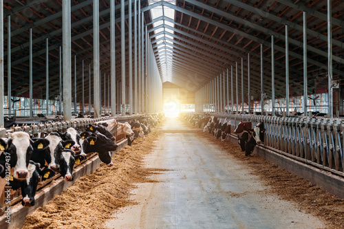 Fotografia Diary cows in modern free livestock stall
