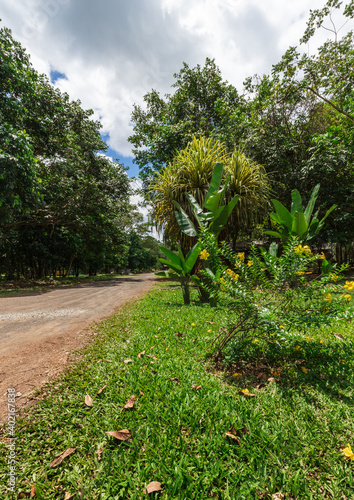 Jungle Nature Park Landscape Scenery In Suriname South America 