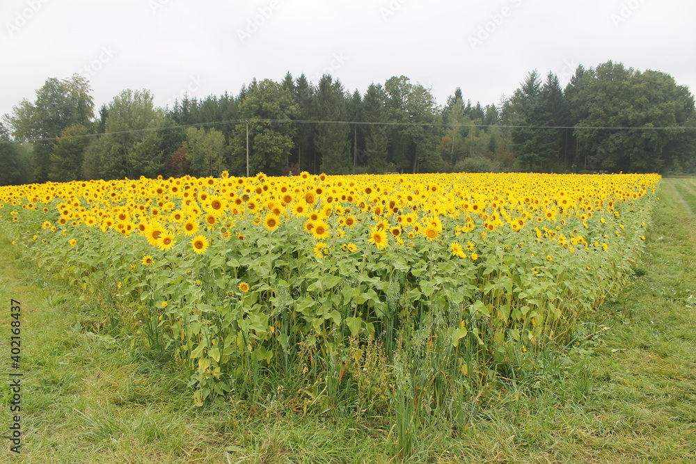 Obraz premium field, nature, flower, sunflower, yellow, sky, landscape, meadow, agriculture, summer, flowers, spring, green, blue, plant, rural, farm, dandelion, grass, blossom, sunflowers, bright, sunny, country, 