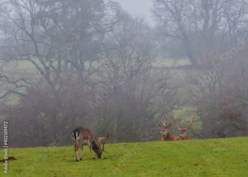 Stag deer looking out for the rest of the herd on a cold misty morning