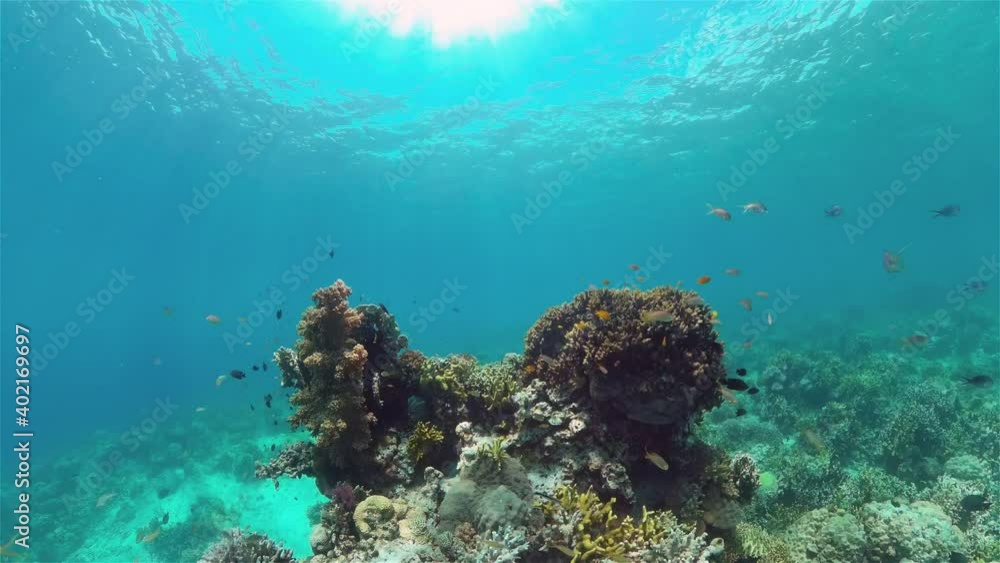 The underwater world of coral reef with fishes at diving. Coral garden under water. Philippines. The underwater world of coral reef with fishes at diving. Coral garden under water. Philippines.