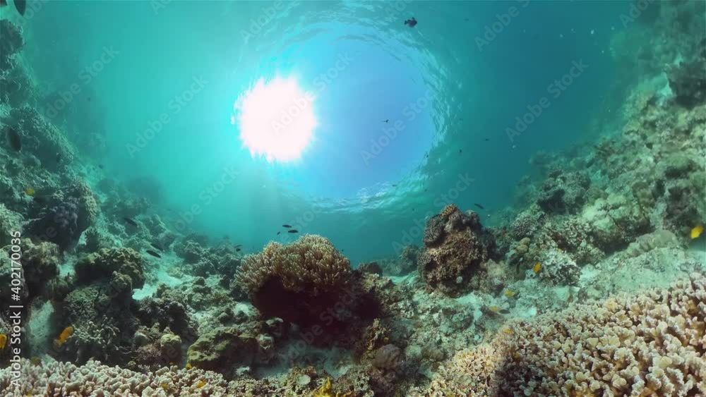 Tropical Fish Corals Marine Reef. Underwater Sea Tropical Life. Tropical underwater sea fishes. Underwater fish reef marine. Tropical colorful underwater seascape. Philippines. Tropical Fish Corals Marine Reef. Underwater Sea Tropical Life. Tropical underwater sea fishes. Underwater fish reef marine. Tropical colorful underwater seascape. Philippines.