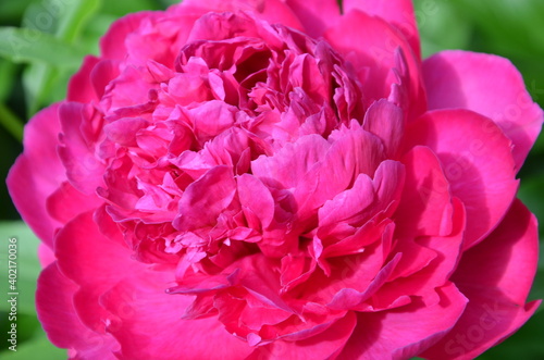 Blooming pink peony in early summer  closeup