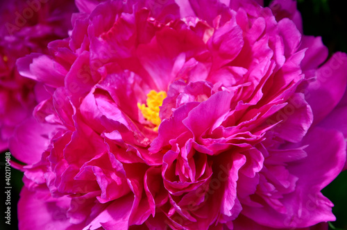 Blooming pink peony in early summer, closeup