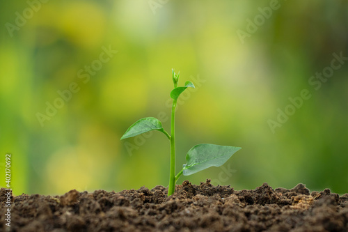 Small plants on the soil pile with green background.