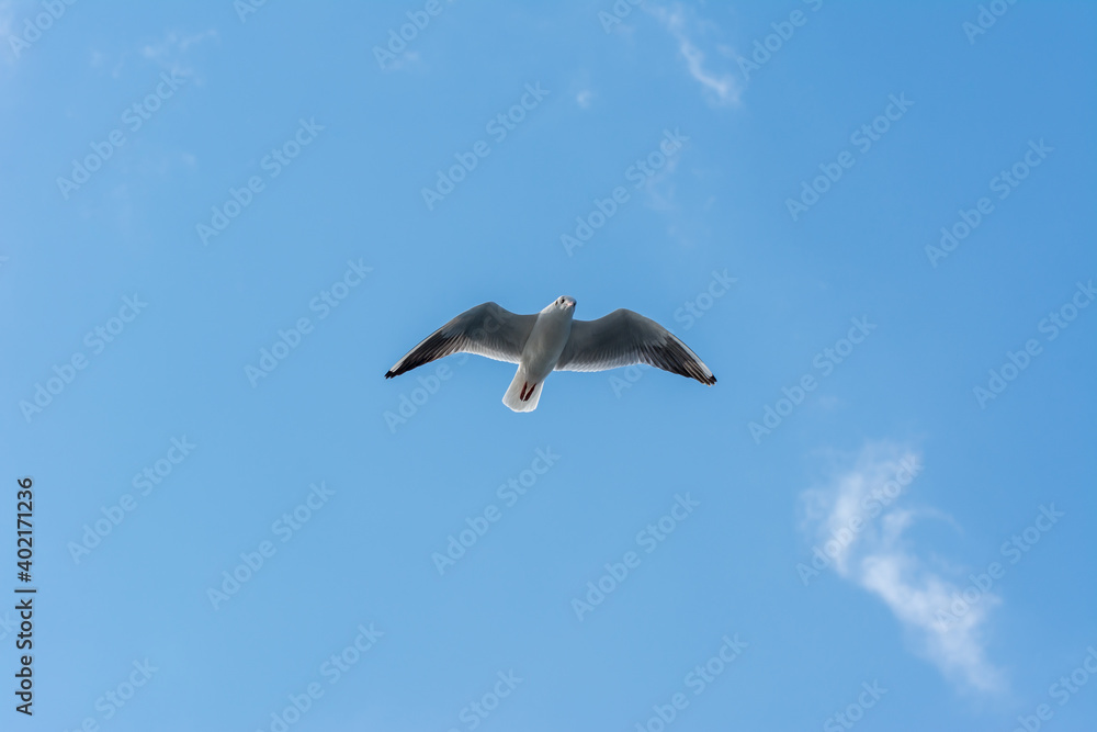 Seagull frying against blue sky in the Bosphorus strait, Istanbul, Turkey