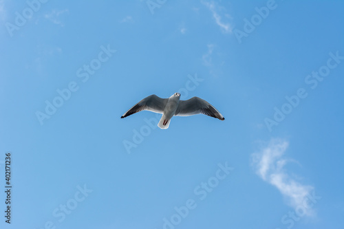 Seagull frying against blue sky in the Bosphorus strait  Istanbul  Turkey