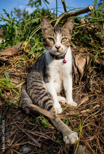 a photo of a cat sitting photo