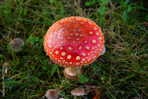 Toadstool poisonous  mushroom