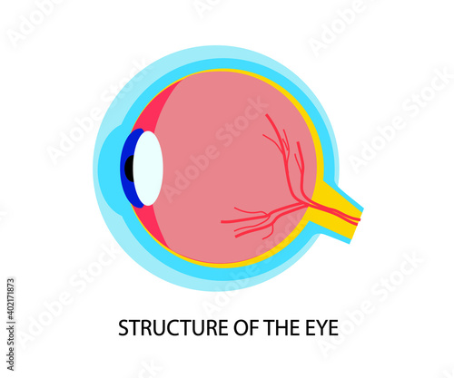 The structure of the human eye on a white background. Cartoon. Vector illustration.