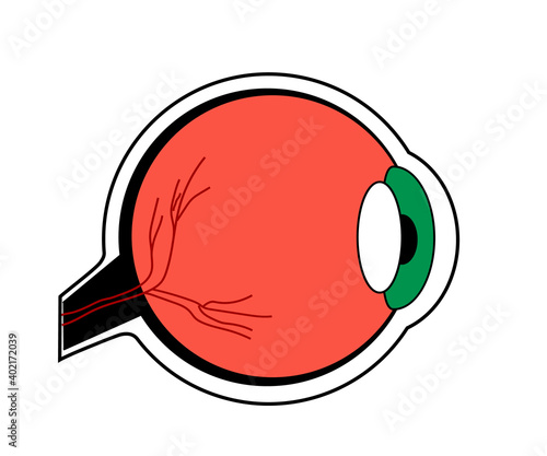 The structure of the eye on a white background. Cartoon. Vector illustration.