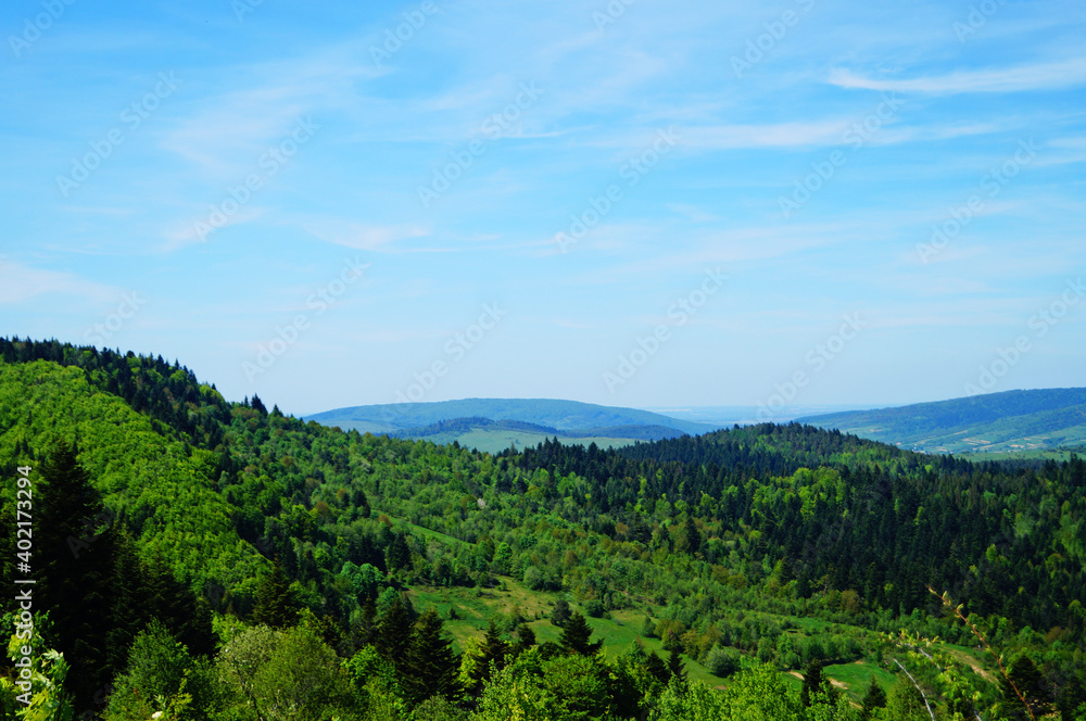 Panoramic view of mountains covered with green grass and coniferous forest under blue sky on summer day