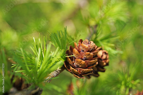 Coniferous tree branch with bright green needles and beautiful pink cones on a summer day