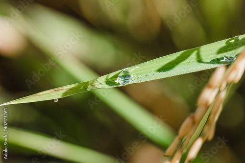 Dew drops on the leaf in the morning sun against a beautiful green blur background. Rural nature concept.