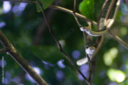 rain drops on a branch