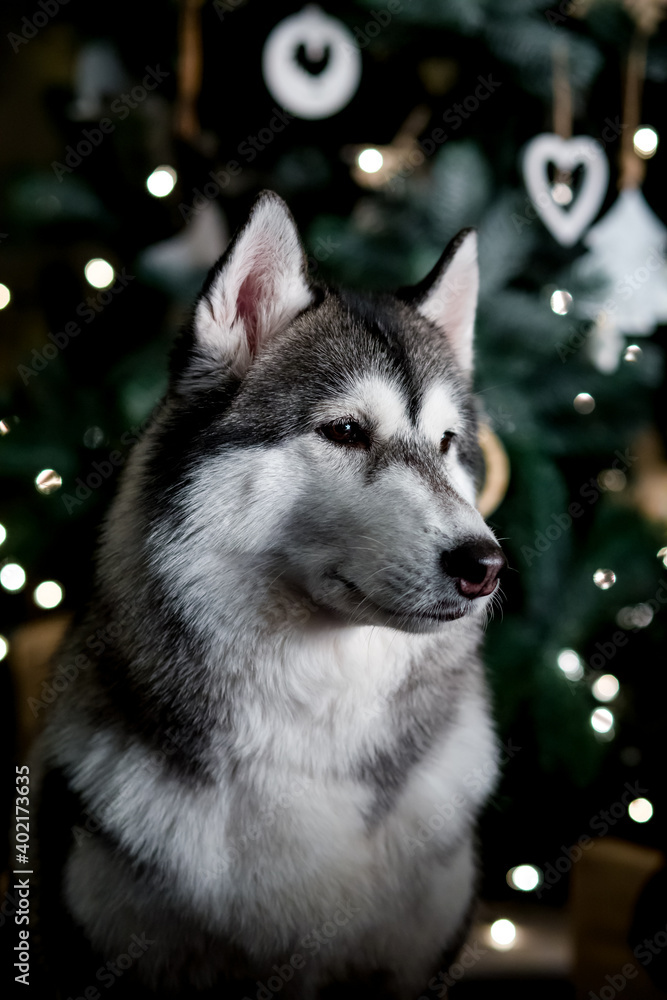 Siberian Huskies on a concept of Christmas Eve. Concept of Christmas and new year Siberian Huskies on a concept of Christmas Eve. Concept of Christmas and new year