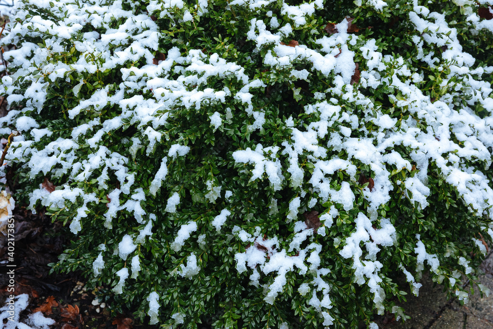 Fototapeta premium Boxwood covered with wet snow