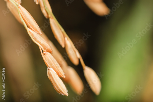 Rice in macro photo. The seeds of the grass species Oryza glaberrima (African rice) or Oryza sativa (Asian rice), the most consumed staple food for most of the world's human population. photo